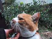 お正月にきたねこさん1