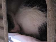 眠りねこちゃん拡大