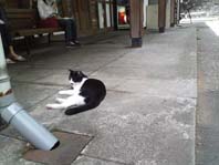 皇居ねこさん
