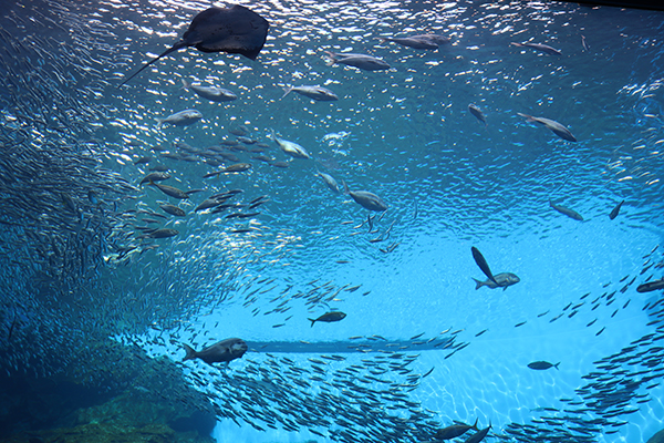 うみの杜水族館