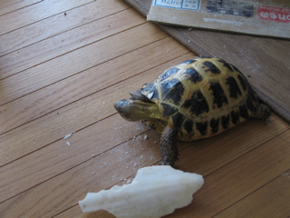 100629_2.jpg