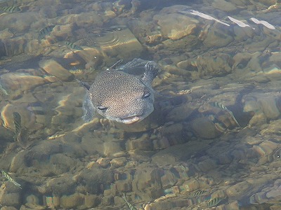 s-PA276923.jpg