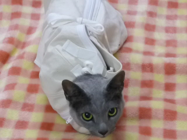 保定用の猫袋（白い布ファスナーから手足のでるモノ） | 保定猫袋 ロングファスナー付き