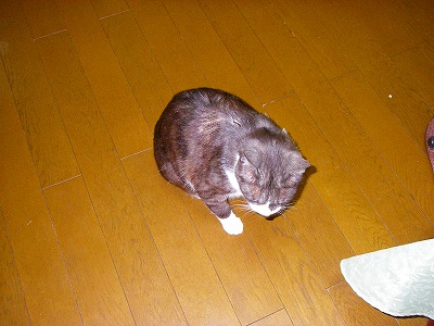小さくなっているもも太郎