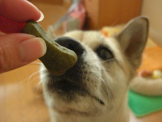 犬用おやつプレゼント