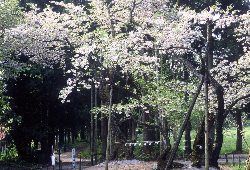 春の大鹿桜。見ごろは5月上旬