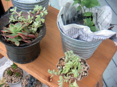 多肉植物セット