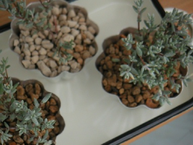 多肉植物セット