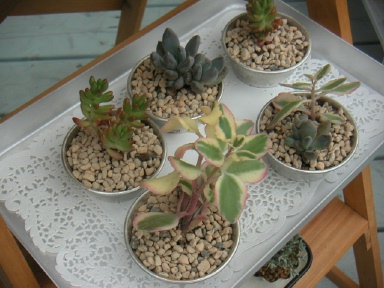 多肉植物セット