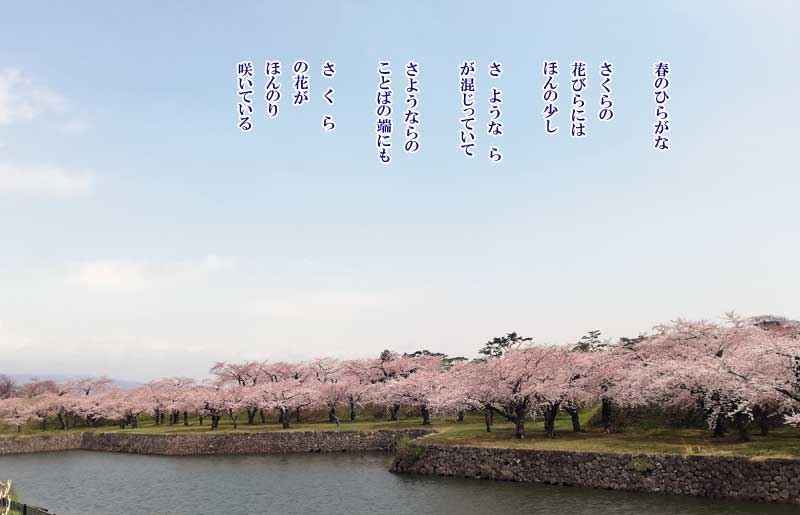 2021年春 詩の旅：春のひらがな 宮尾節子 | おや爺のブログ