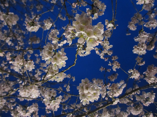 桜と蒼い夜空600.jpg