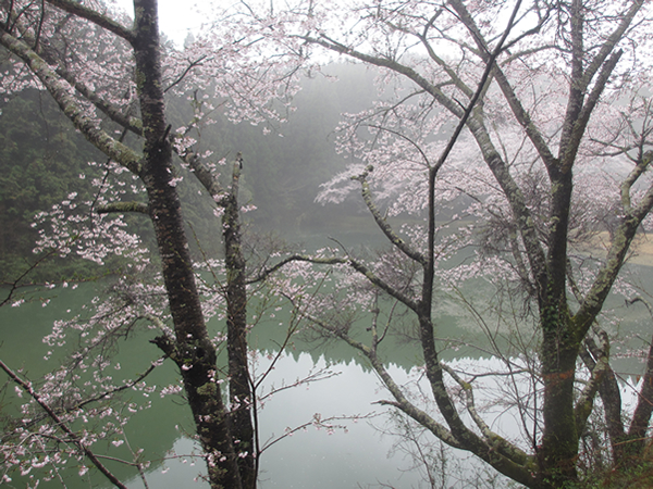 翠と桜600.jpg