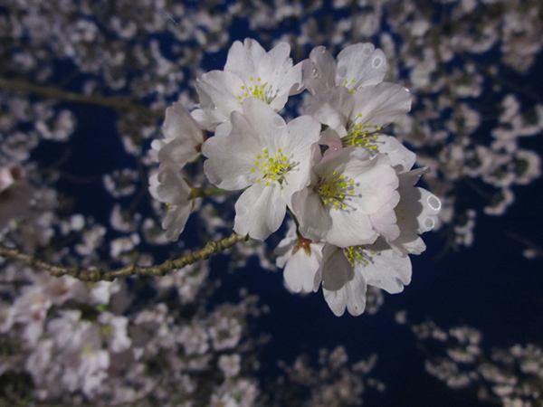 夜桜毬600.jpg