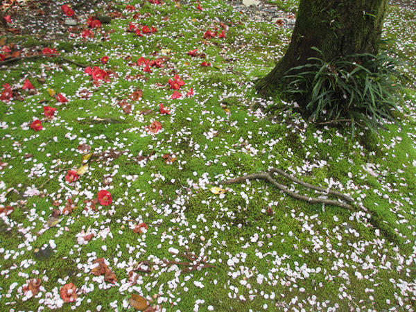 桜のはなびら.jpg