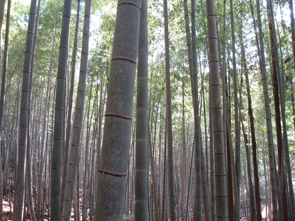 竹林600.jpg