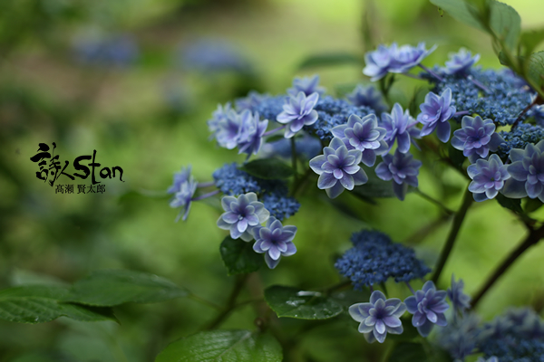 トンカラリン紫陽花600.jpg