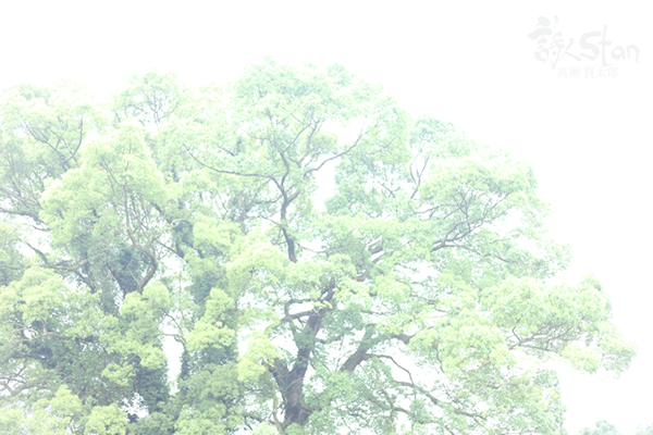 虚空塚古墳楠木600.jpg
