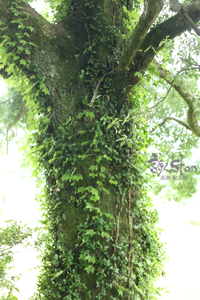 江田船山古墳楠木600.jpg