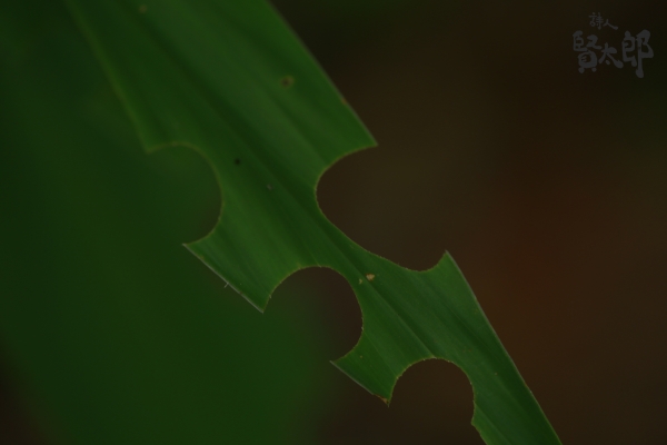 Ãî¿©¤¤¥Ñ¥ó¥Á.jpg