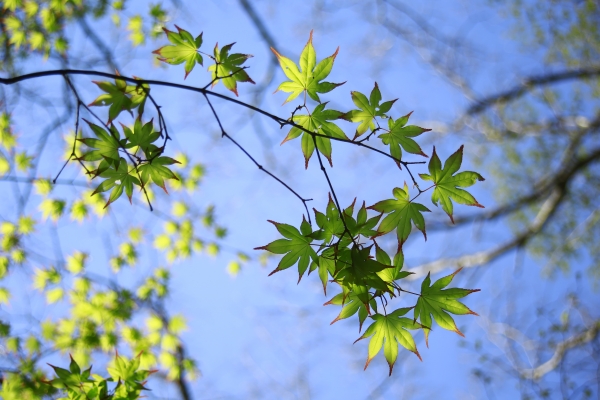 _MG_5707.JPG