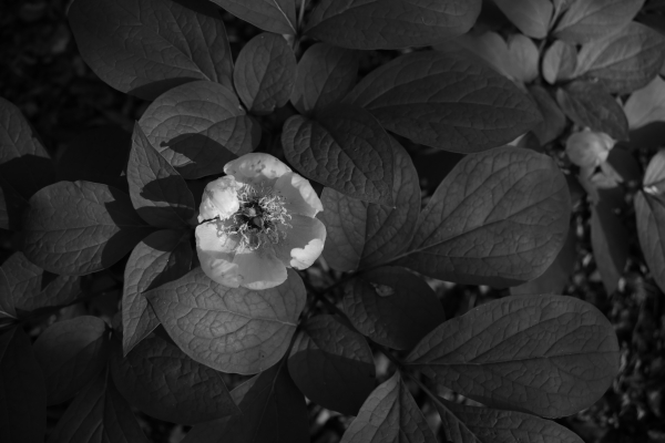 _MG_5830.JPG