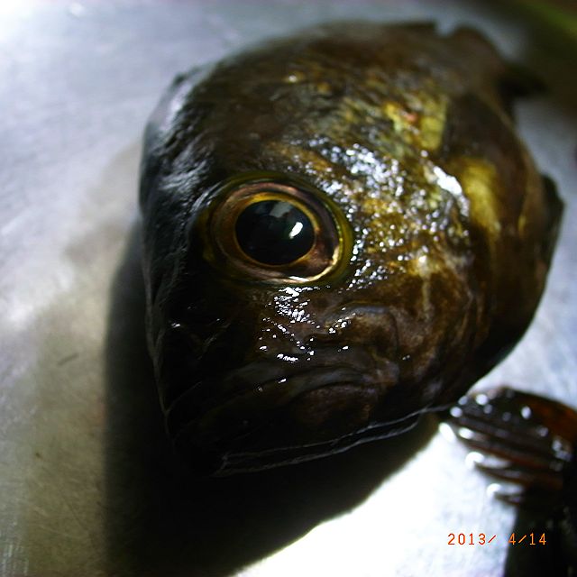 RIMG3230_640.jpg