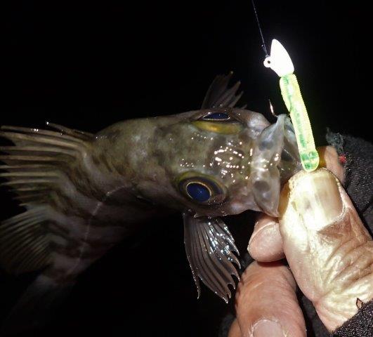 P1040019.jpg