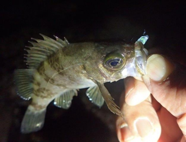 P5220034.jpg