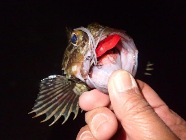 P5250012.jpg