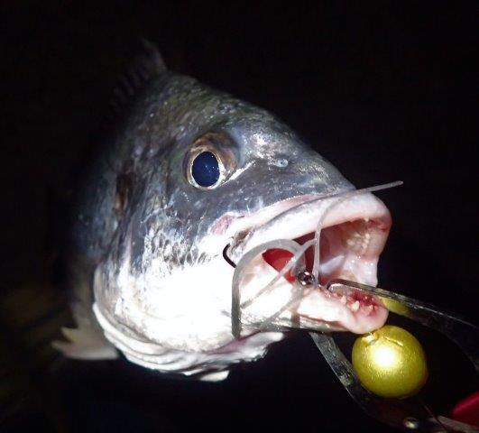 P5250030.jpg