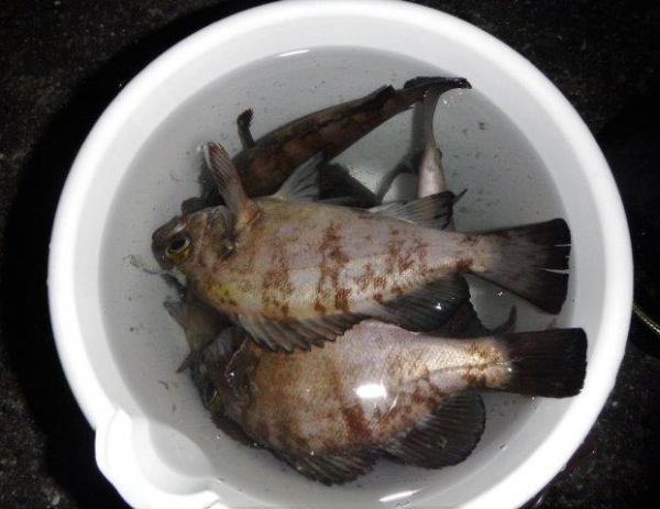 DSCF0390.jpg