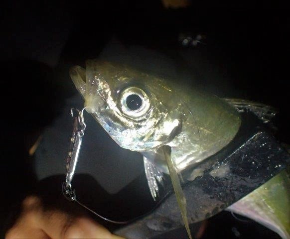 P7190051.jpg
