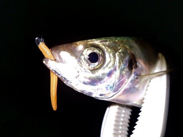 20160719_1723390.jpg
