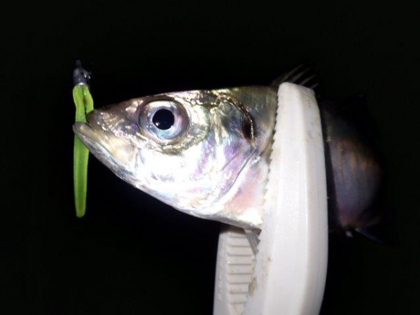 20160719_1723391.jpg