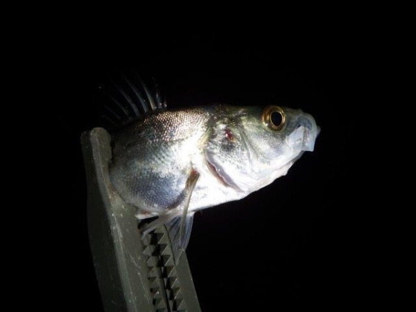 DSCF0741.jpg