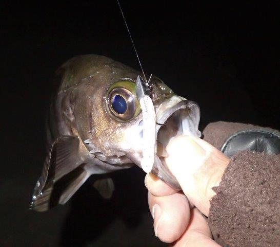 PB270020.jpg