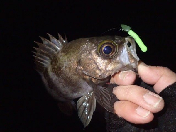 P1040021.jpg
