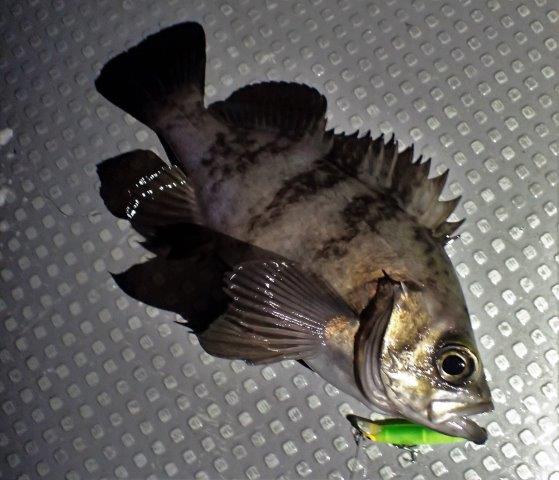 P1070040.jpg