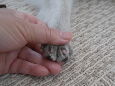 ネイルキャップのその後 シェルティのしっぽ２