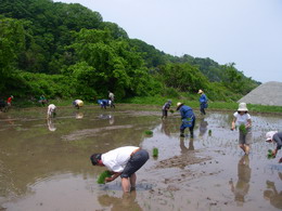 taue