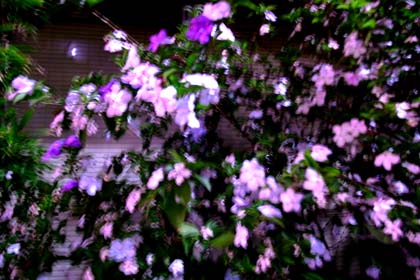 20090517_flower