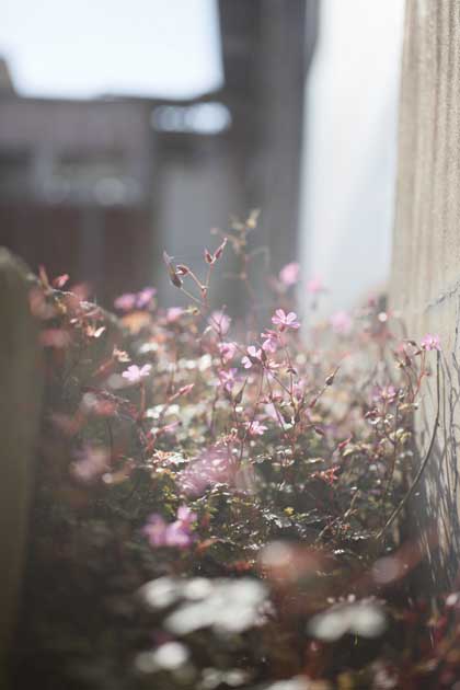 20091129_flower6