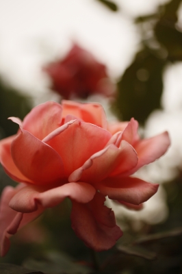 20101119