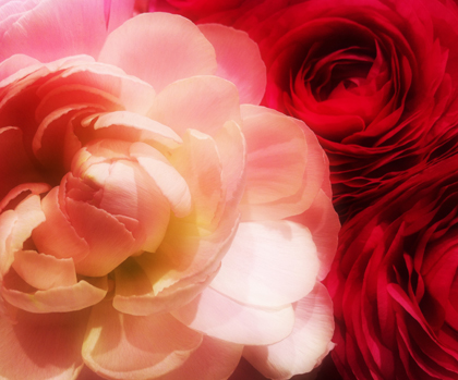 20110313_flower