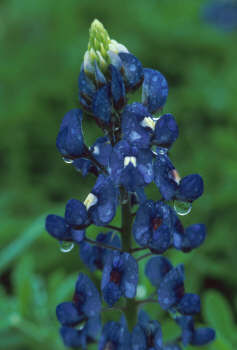 BLUEBONNET