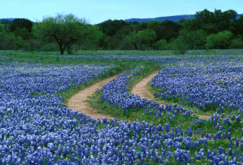 BLUEBONNET1