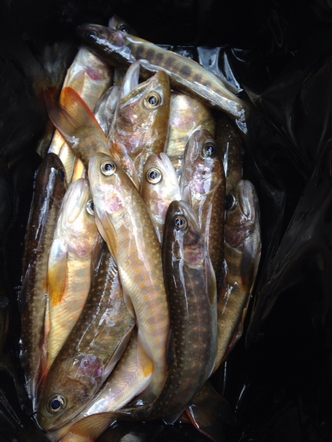 3.2岩魚.JPG