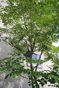 新緑のシマトネリコ