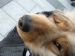 おバカ顔エル