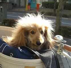 皆シャンお元気でちた?